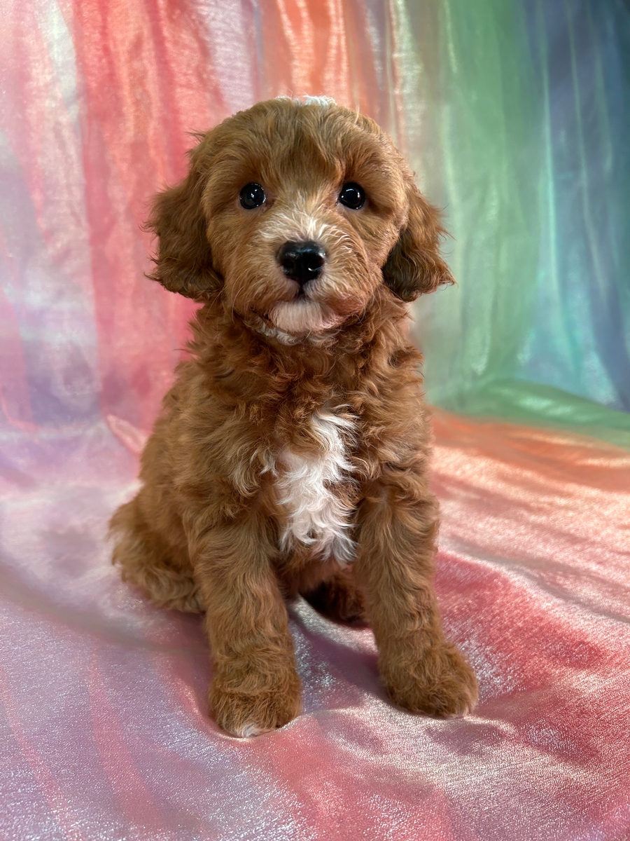 Female Cockapoo Puppy for Sale DOB 10-2-2024 $950